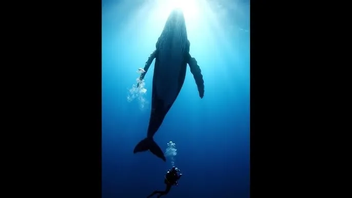 催熟po全文笔趣阁 - 深蓝星球：探索海洋深处的未知世界